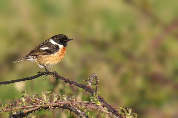 istock Small StoneChat bird perched on branch by bushes 2155878411