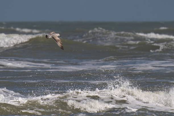 istock Herring Gull soaring over turbulent sea waves on a sunny day 2155878466