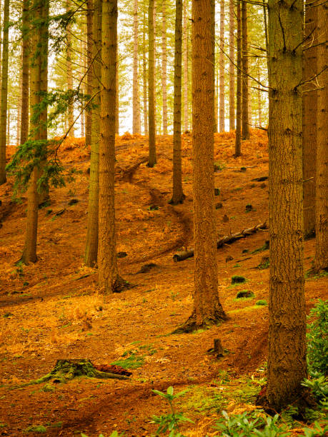 autumn leaves on lying tree trunks