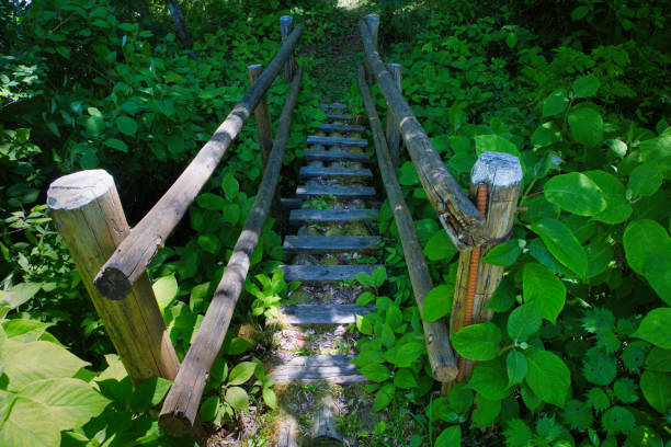 A wooden bridge leading to a mountain stream with fresh greenery