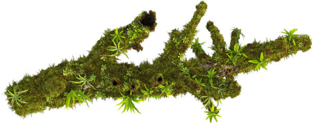 istock Top view of mossy trunk 2155878733