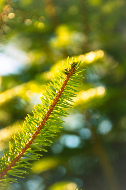 istock Vertical selective focus shot of a pine tree branch 2155878797