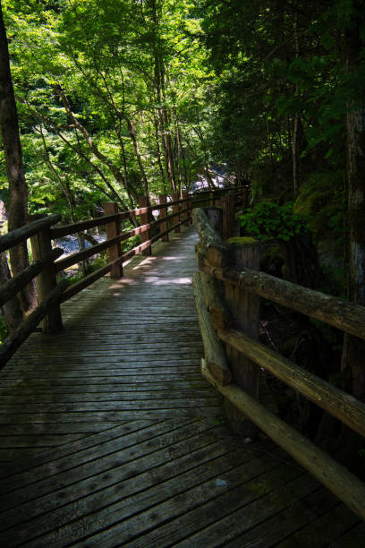 istock A wooden bridge leading to a mountain stream with fresh greenery 2155878973