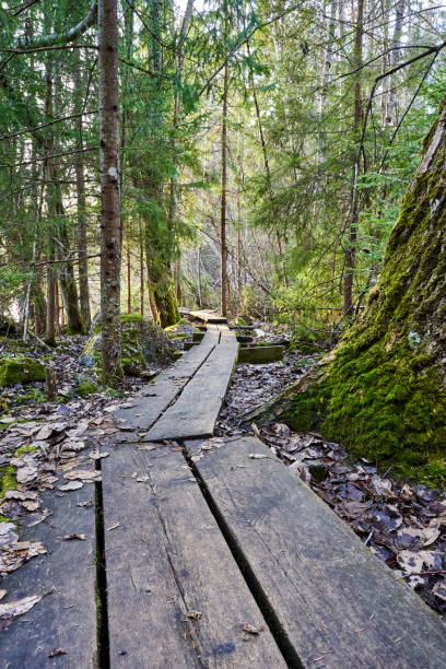 istock Serene forest path surrounded by trees and a prominent tree trunk 2155879032