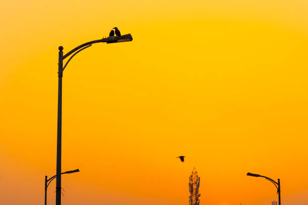 istock The rising sun, a metaphor for new beginnings, casts its warm glow upon these feathered messengers. 2155879557