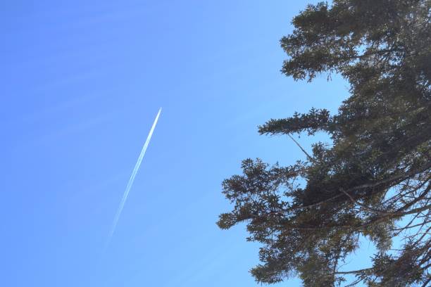Clear blue sky above tall trees