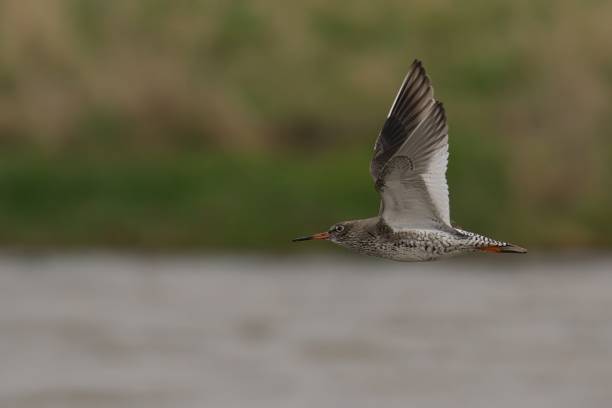 istock Common Redshank gliding over a river, wings outstretched 2155879665