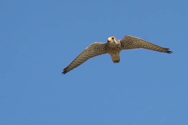 istock Kestrel soaring in the sky, wings extended 2155879803