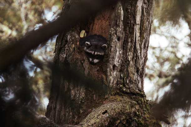 A close-up of a racoon looking at the camera as he sits curled up in a pine tree. Shot with a Canon 5D Mark IV.