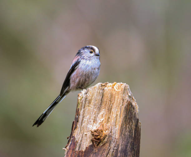 istock Closeup of a Long tailed tit perched on a branch 2155879996