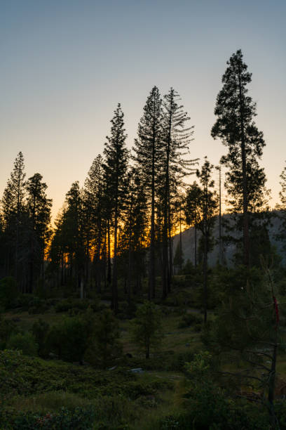 istock Dispersed Camping in the Sierra Nevadas 2155881124