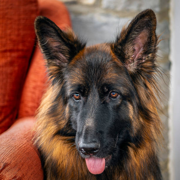 istock Portrait of a long-haired German shepherd 2155881156
