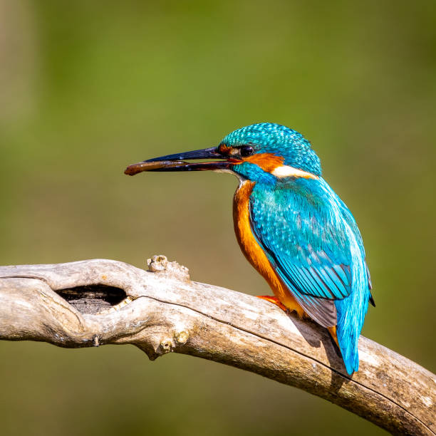 istock Bird with elongated beak rests on tree branch during a sunny day 2155881195