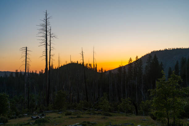 Views at the dispersed campgrounds in the California Sierra Nevada Mountains at sunrise. Large trees and mountain views.