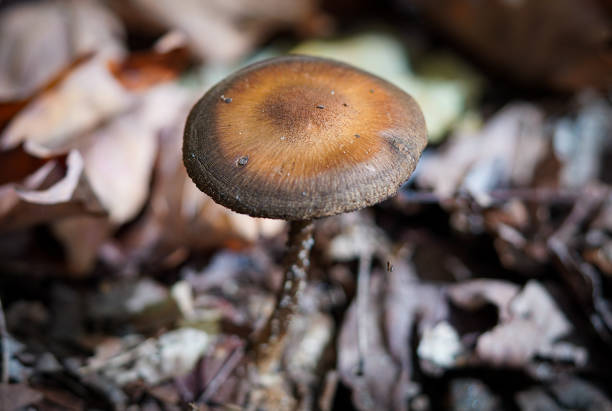 A macro shot of a small brown mushroom in a forest
