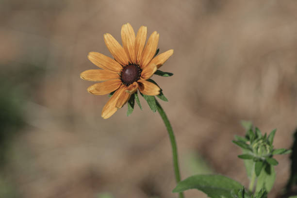 A closeup of a flower blooming in sunlight
