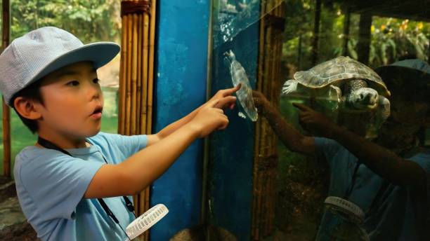 Boy gestures towards a turtle in an exhibit.
