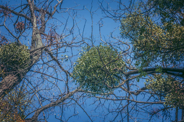 A lush green tree with vibrant leaves set against a clear blue sky