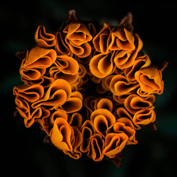 A vibrant orange flower against a dark black backdrop