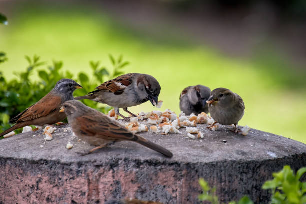 istock Group of sparrows also called pardal or chilero, eating breadcrumbs on a stone bowl 2155881870