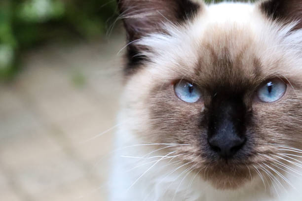 istock a siamese cat looks into the camera while sitting on the ground 2155882061