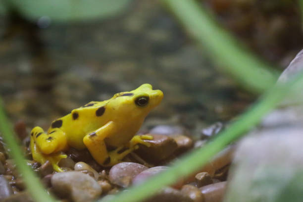 A yellow and black frog surrounded by foliage and rocks in a field