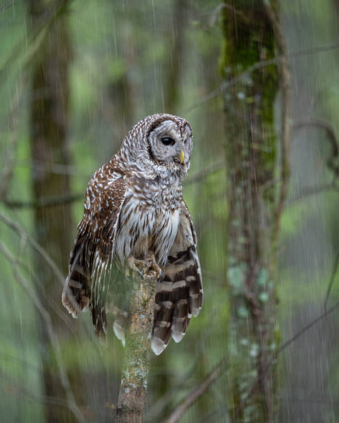 istock Beautiful barred owl perched on a tree branch 2155882235