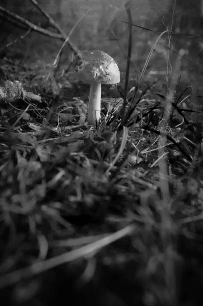 istock Grayscale of a mushroom growing in grass 2155882476