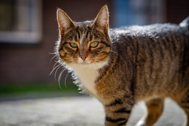istock Farm cat on a farm in Sneek, Netherlands 2155882534