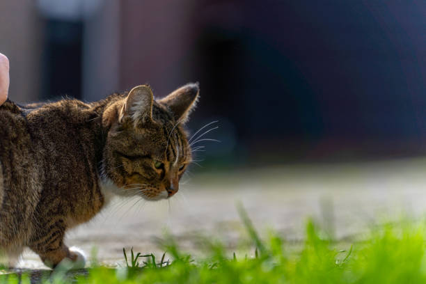 istock Farm cat on a farm in Sneek, Netherlands 2155882535