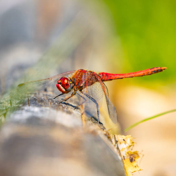 istock Closeup of a dragonfly crawling on tree bark. 2155882737