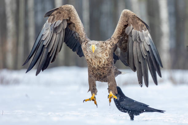 istock White-Tailed Eagle in the Snow in Poland 2155882955