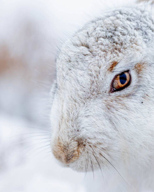 istock Snow-covered landscape with a rabbit in Mountain Hare in the snow Cairngorms 2155882964