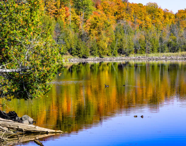 A Canada goose and duck swimming in a lake with fall leaves and reflection. Pretty fall scene background