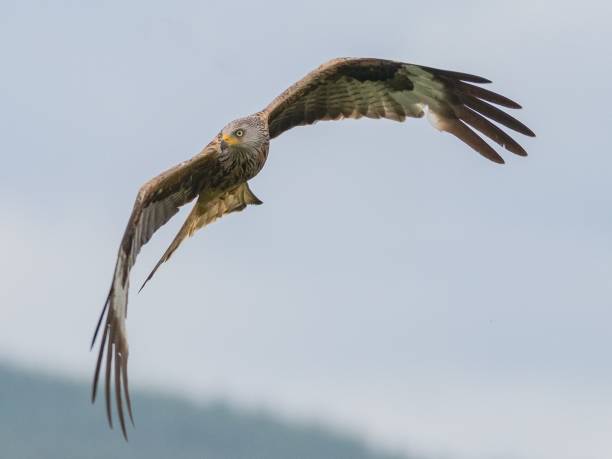 istock Red Kite flying with wings extended in the air 2155883206