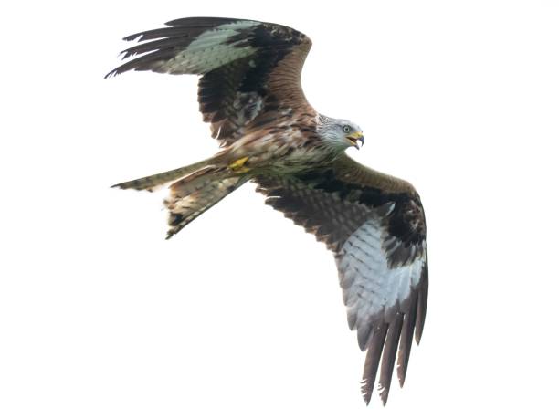 istock Red Kite flying with wings extended in the air 2155883224