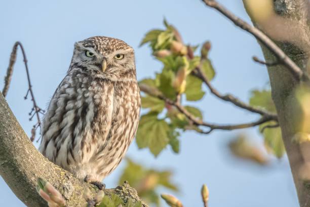 istock Little owl perched on a branch in a tree 2155883237