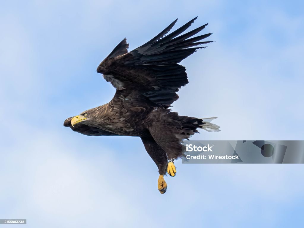 Soaring Animals Whitetailed Eagle Soaring Through The Sky Stock Photo - Download Image ...