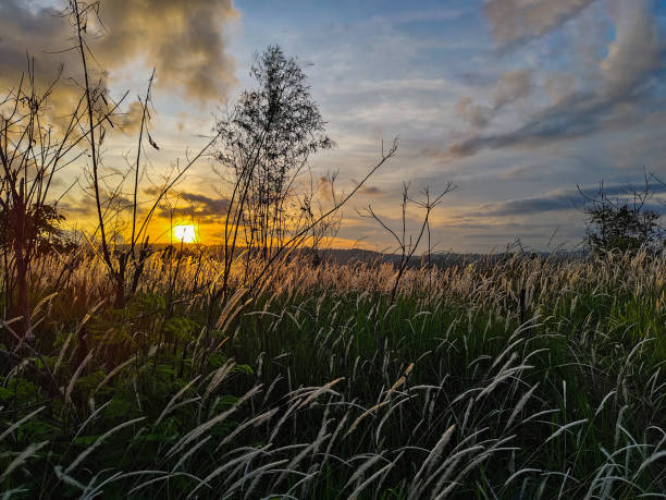 istock silhouette of weed grass against a sunset background 2155883294