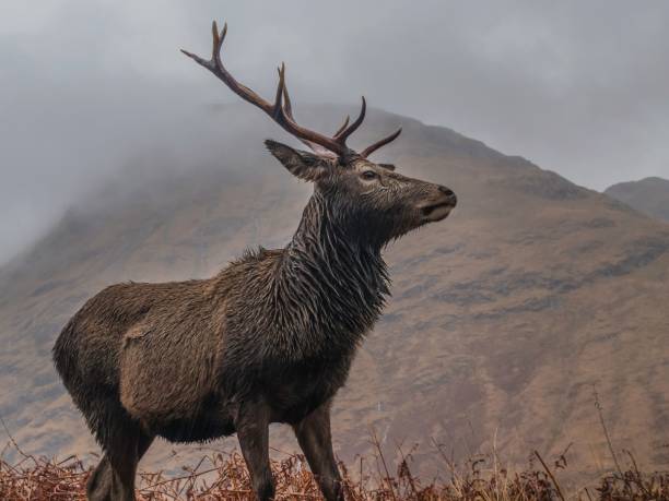 istock Majestic red deer stag in the Scottish Highlands 2155883298