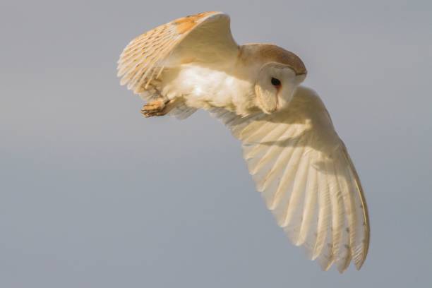 istock Barn Owl in flight on a sunny day 2155883384