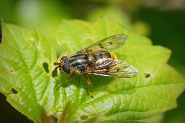 istock Closeup on the European Common Copperback hoverfly, Ferdinandea cuprea sunbathing on a green leaf 2155883446