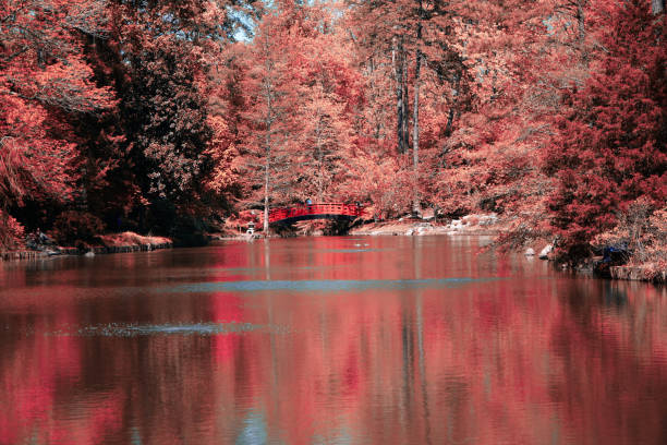 A lake beside a forest with vibrant red foliages
