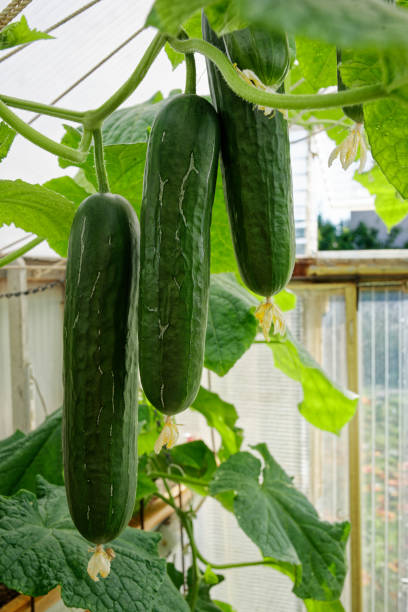 istock Cucumbers growing in a greenhouse in Southern Germany. 2155883995