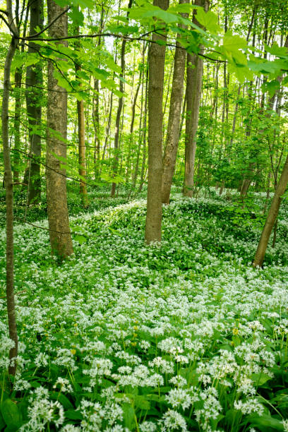 istock Landscape with blooming wild garlic in a German spring forest. 2155884000