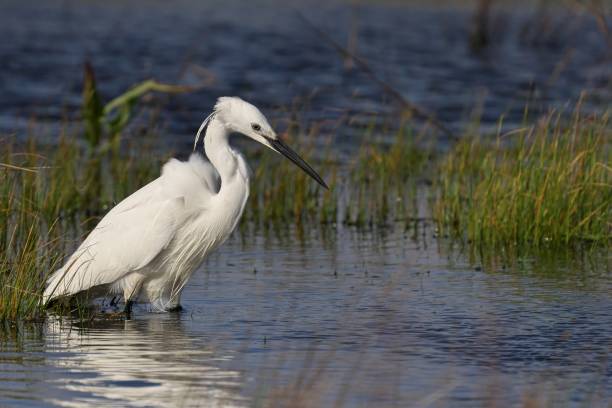 istock a white bird standing in shallow water and a grass field 2155884103