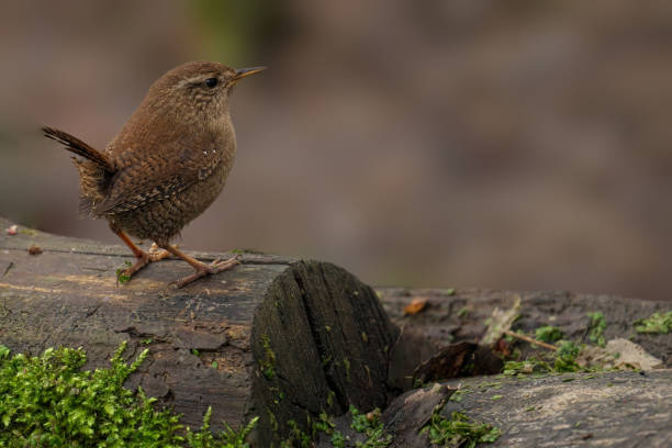 istock a small brown bird perched on top of moss covered rock 2155884112