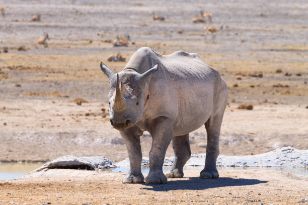 istock Black rhinoceros at Etosha National Park, Namibia 2155884194