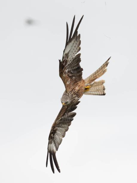 istock Red Kite in flight across the sky in Wales 2155884377