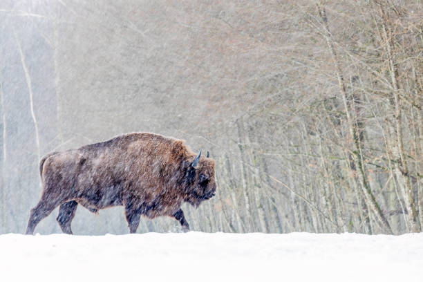 istock Winter scene with a bison in a snowy field in Poland 2155884391